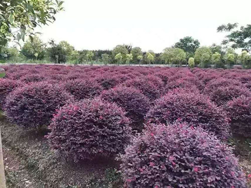 紅花繼木球